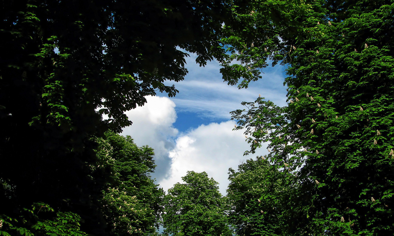 Засадените в Южния парк дръвчета ще бъдат символ на международното партньорство в туризма.