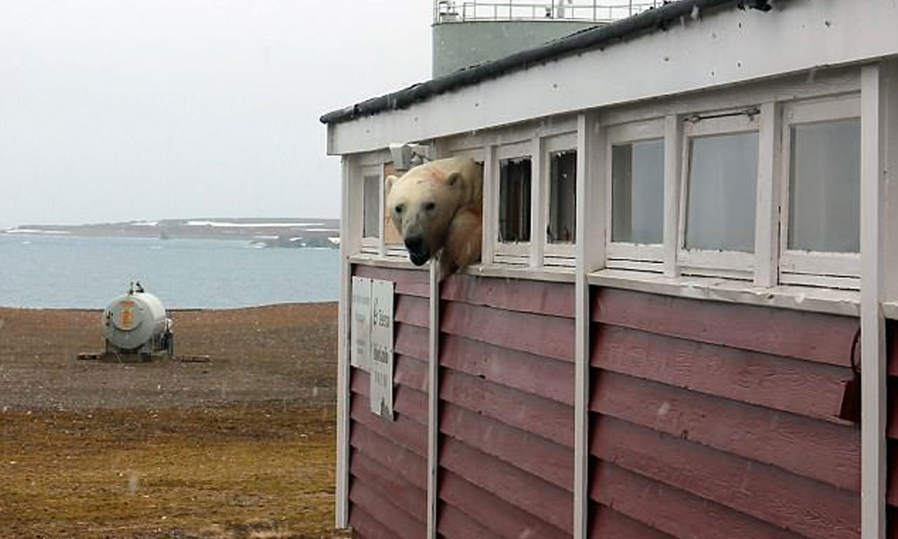 ШОК! Гладна полярна мечка нахлу в хотел!